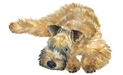 Wheaten Health Database